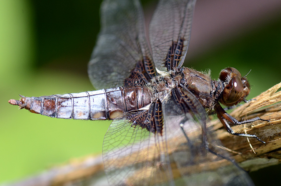 Libellula depressa? - S, femmina